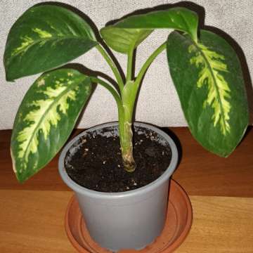 Difenbachia wysokość 22cm