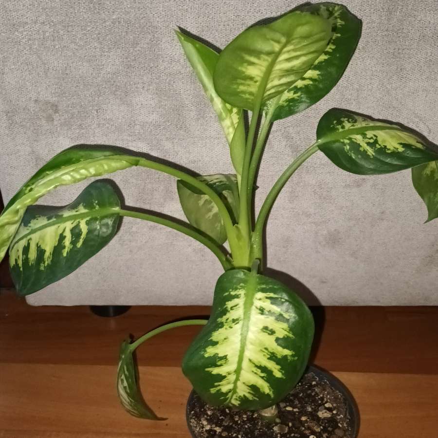 Difenbachie wysokość 42cm
