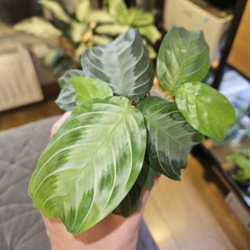 Maranta 'Silver Band'