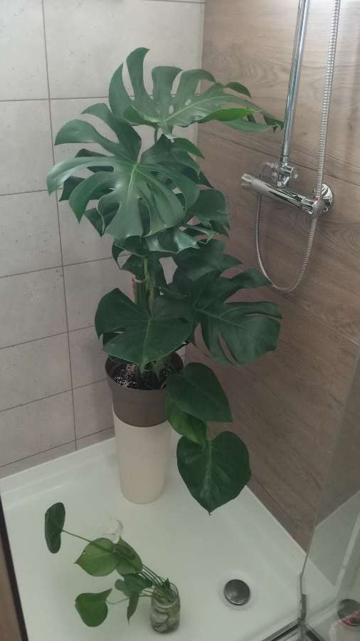 Monstera deliciosa 2