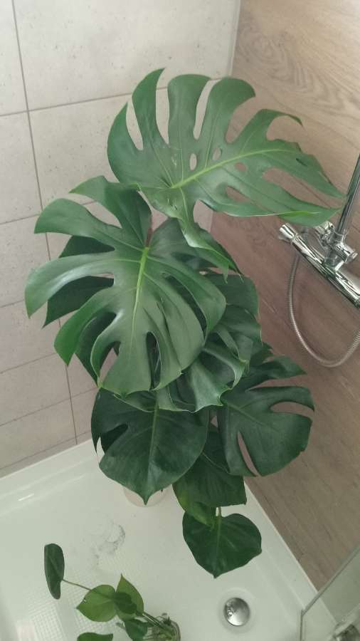 Monstera deliciosa 5
