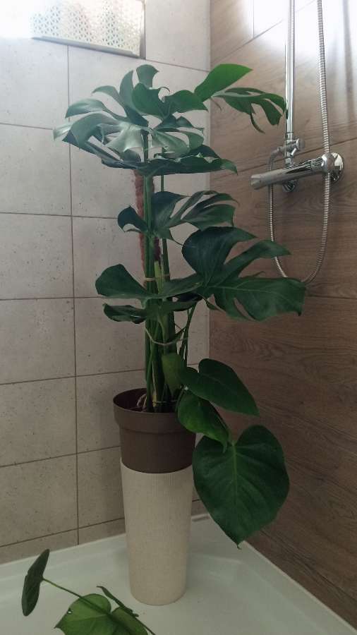 Monstera deliciosa 4