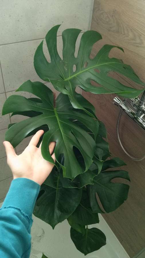 Monstera deliciosa 3