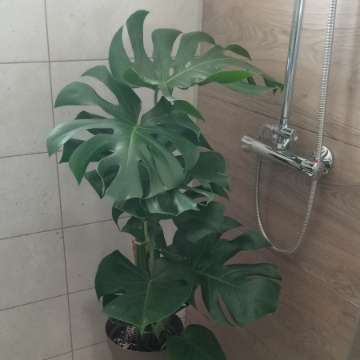 Monstera deliciosa