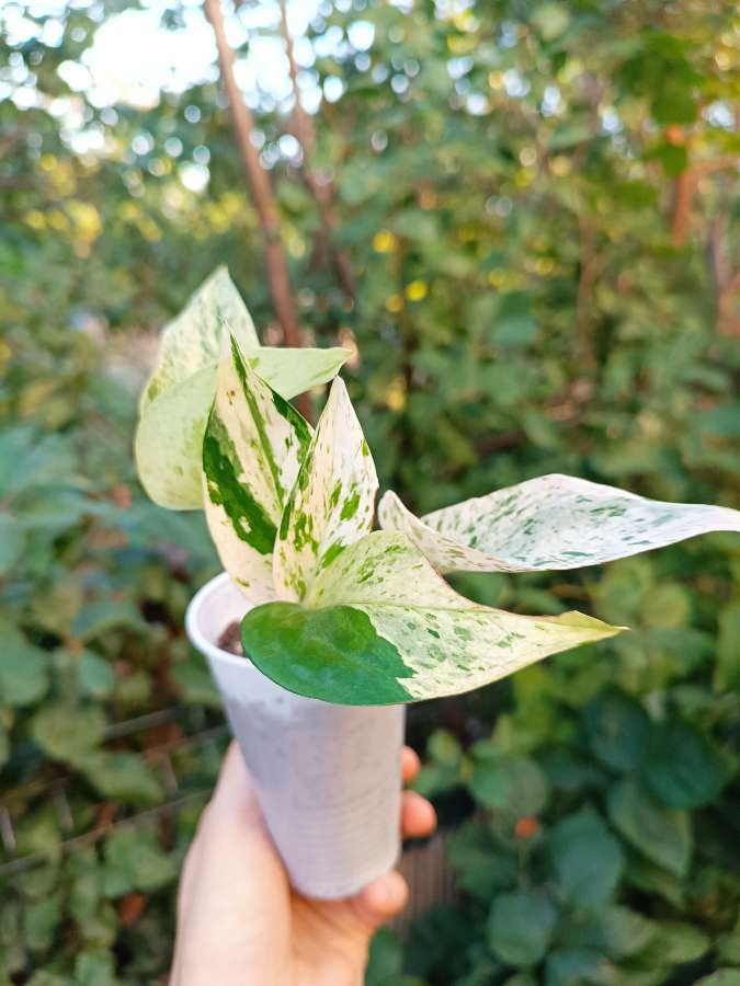 Epipremnum Marble Queen 2