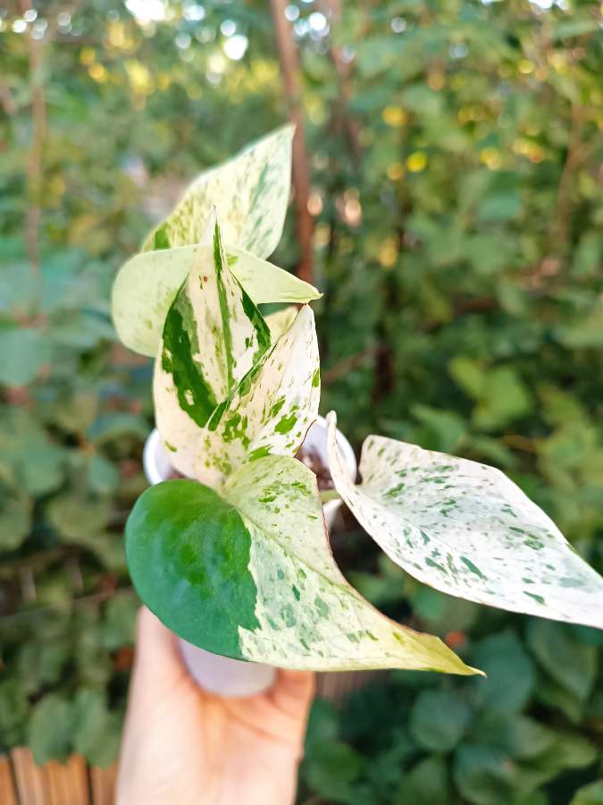 Epipremnum Marble Queen 4