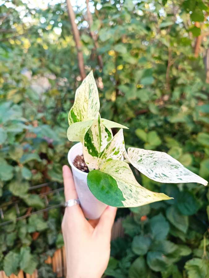 Epipremnum Marble Queen 5