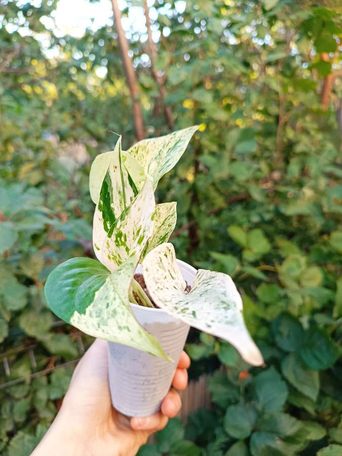 Epipremnum Marble Queen 3