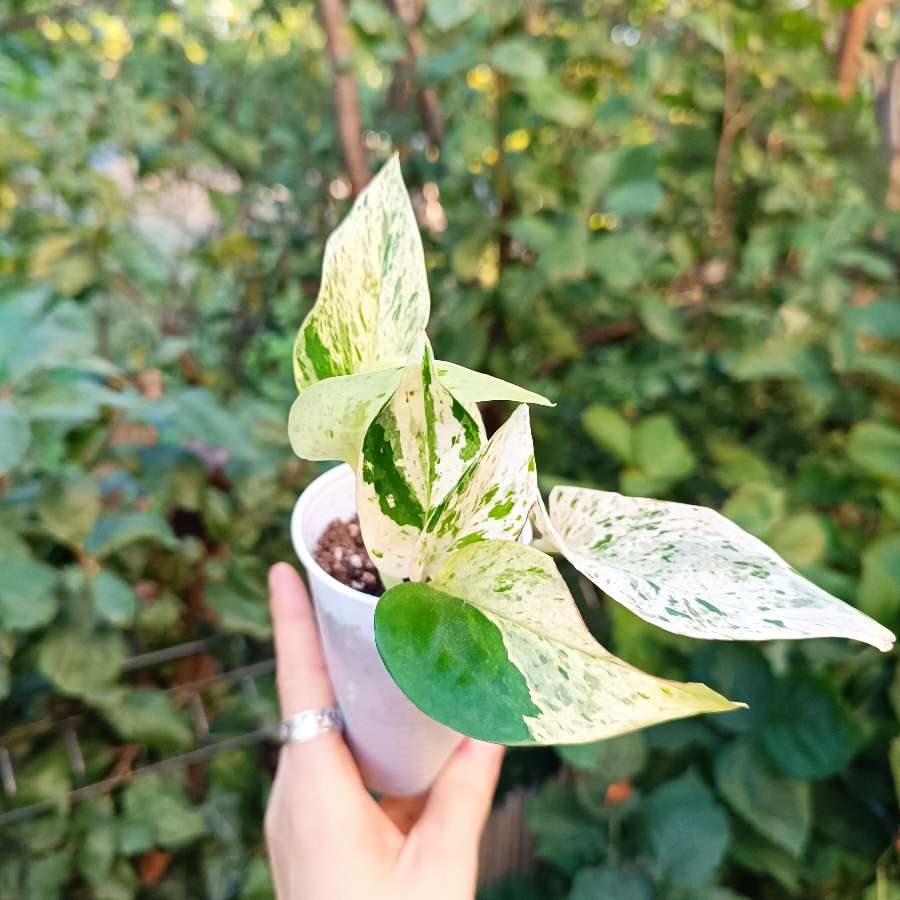 Epipremnum Marble Queen