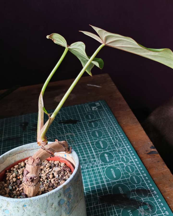 Philodendron gloriosum 2