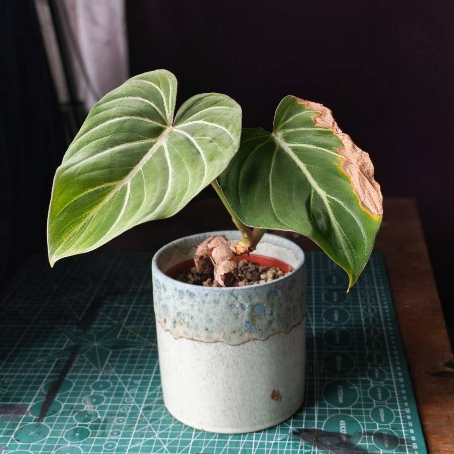 Philodendron gloriosum