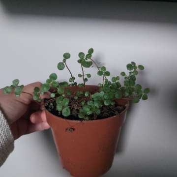 Pilea greyzy