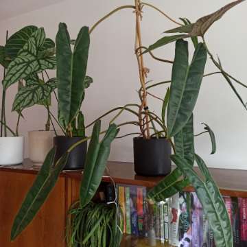 Philodendron Billietiae