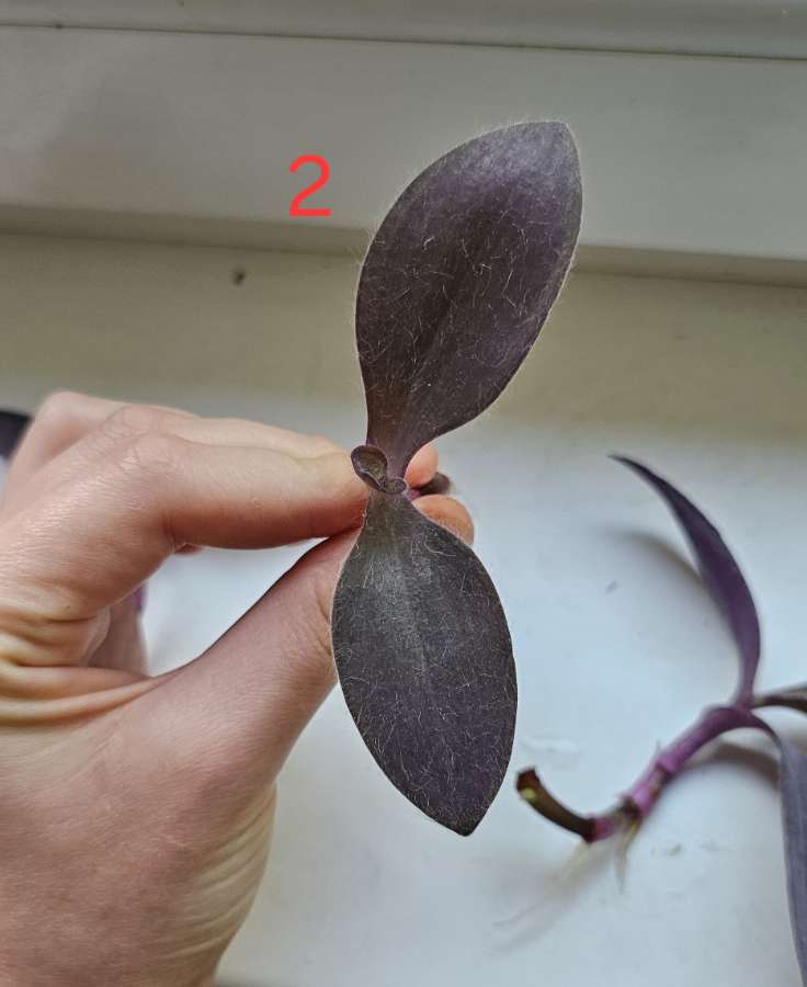 Trzykrotka purpurowa "purple heart" (tradescantia pallida) 4