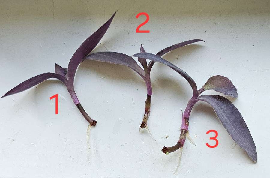 Trzykrotka purpurowa "purple heart" (tradescantia pallida) 2