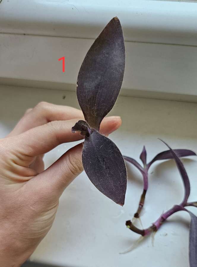 Trzykrotka purpurowa "purple heart" (tradescantia pallida) 3