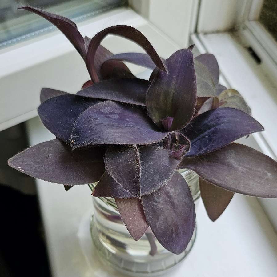 Trzykrotka purpurowa "purple heart" (tradescantia pallida)
