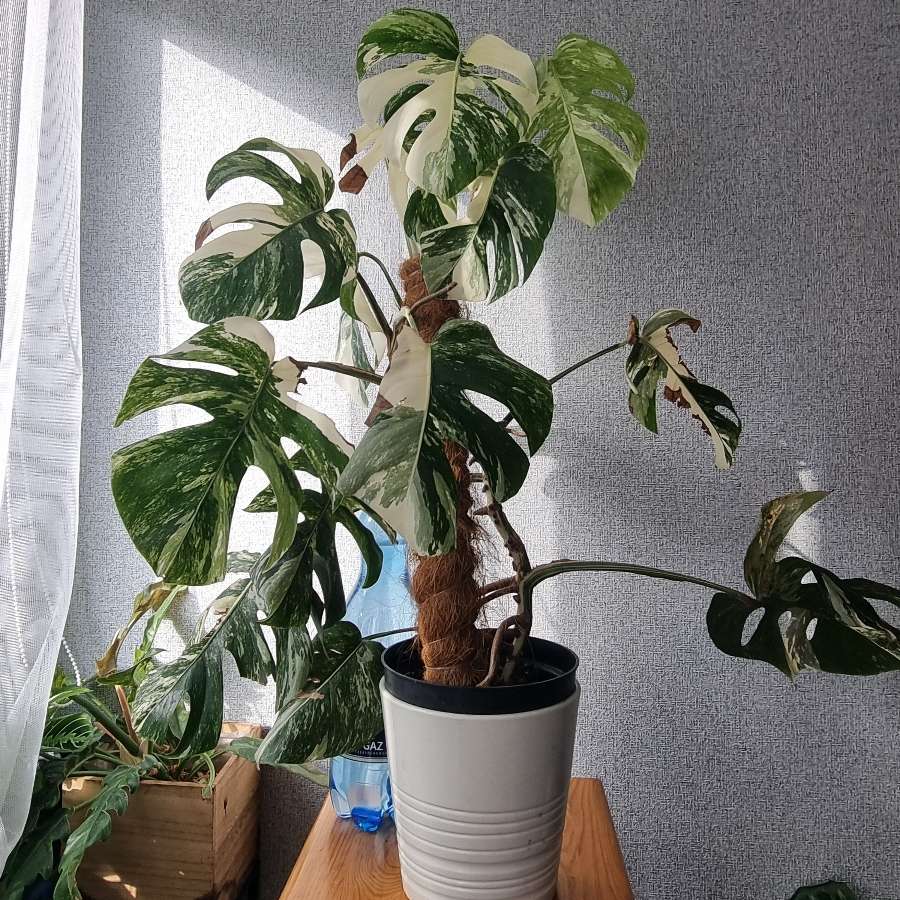 Monstera variegata