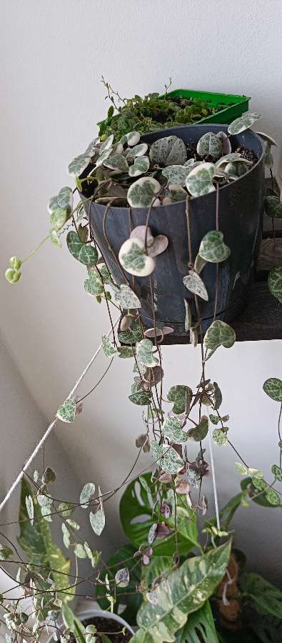 Ceropegia variegata 3