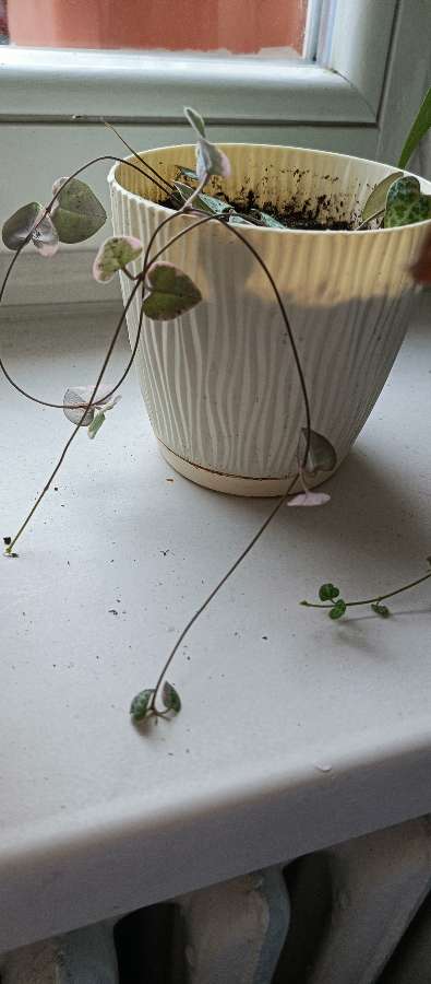 Ceropegia variegata 2