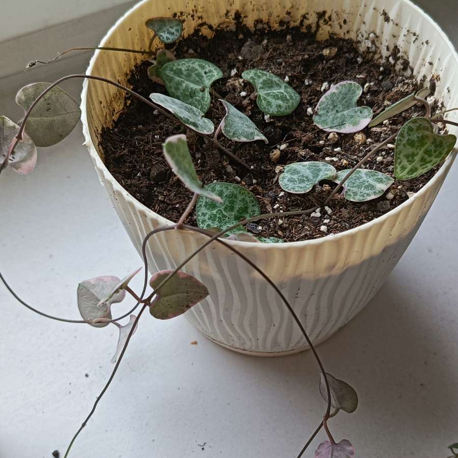 Ceropegia variegata