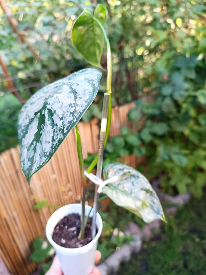 Philodendron Brandtianum 3