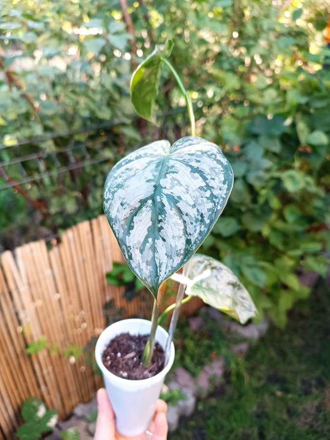 Philodendron Brandtianum 4