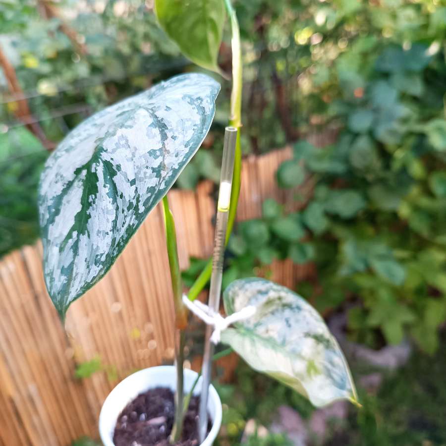 Philodendron Brandtianum