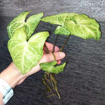 Syngonium Batik
