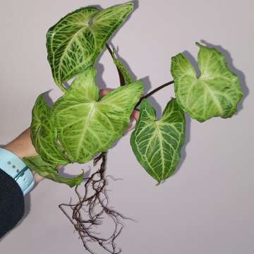 Syngonium Batik
