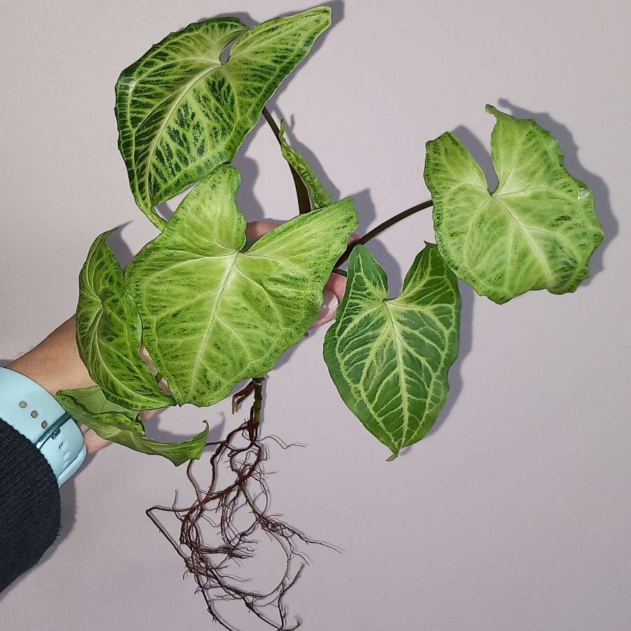Syngonium Batik