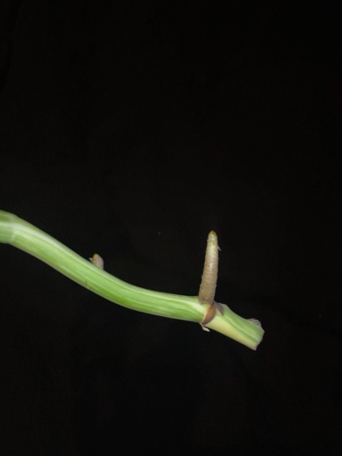 monstera variegata 3 liście, szczyt 4