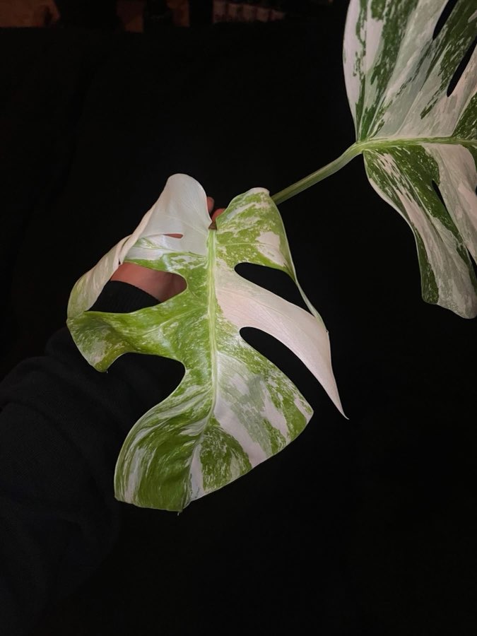 monstera variegata 3 liście, szczyt 2