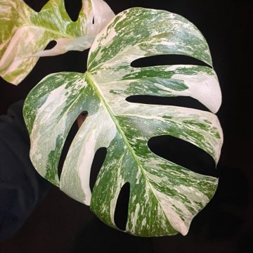 monstera variegata 3 liście, szczyt