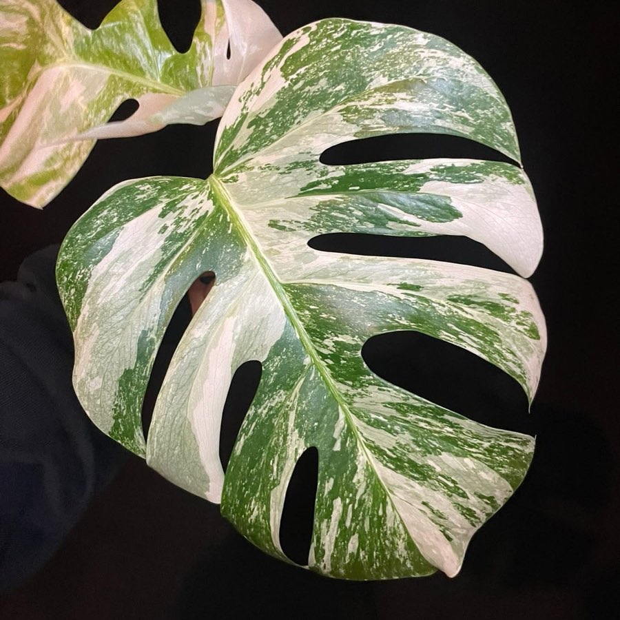 monstera variegata 3 liście, szczyt