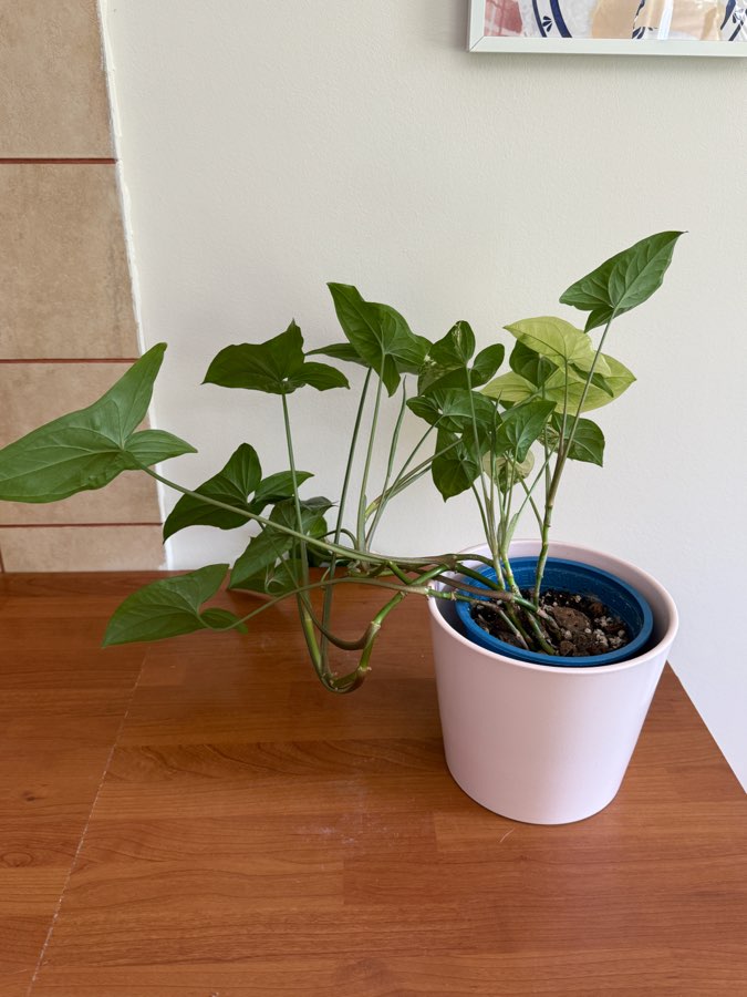 syngonium emerald gem 2