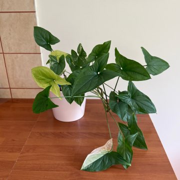 syngonium emerald gem