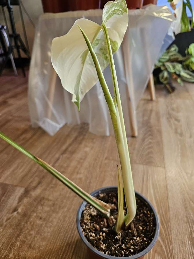 Monstera deliciosa 'Variegata' 3
