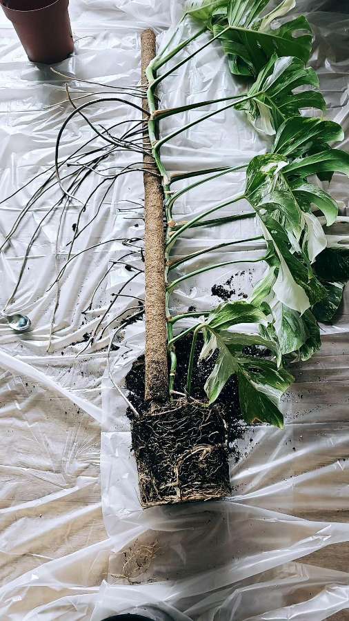 Monstera deliciosa 'Variegata' 4