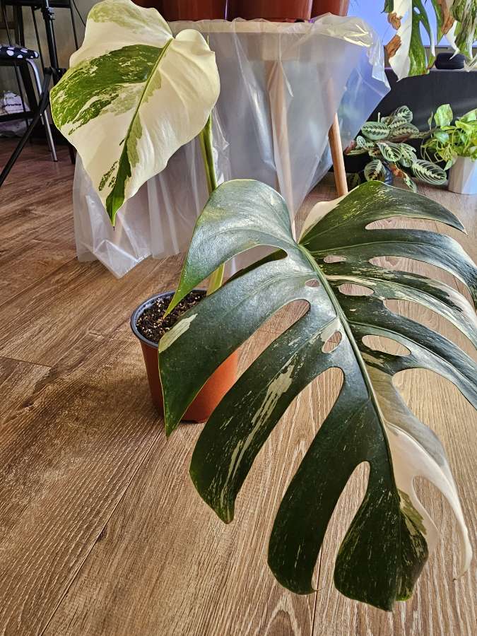Monstera deliciosa 'Variegata' 2