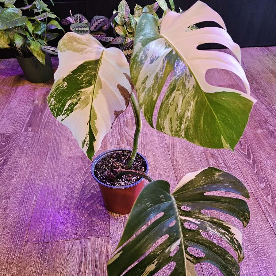 Monstera deliciosa 'Variegata'