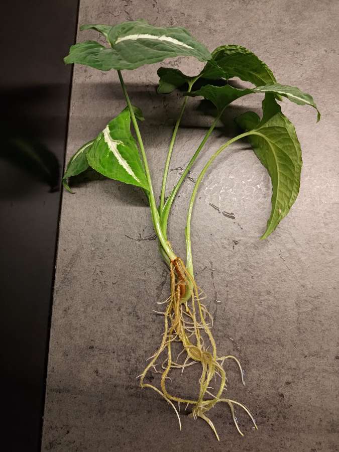 Syngonium wendlandii 2