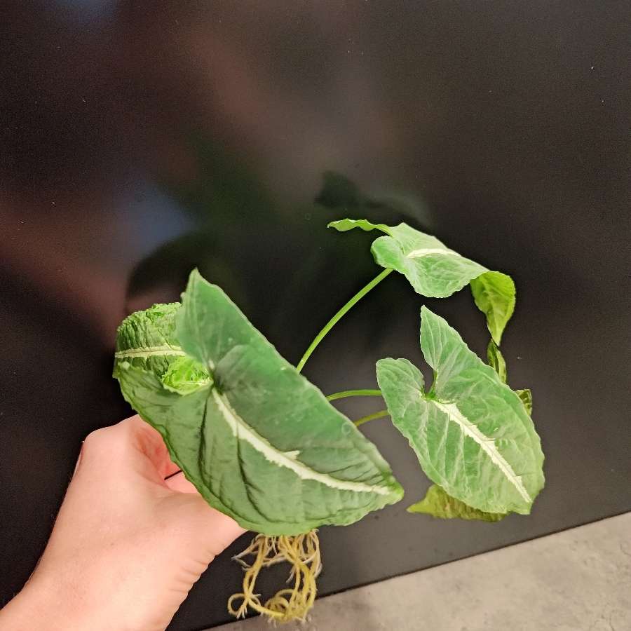 Syngonium wendlandii