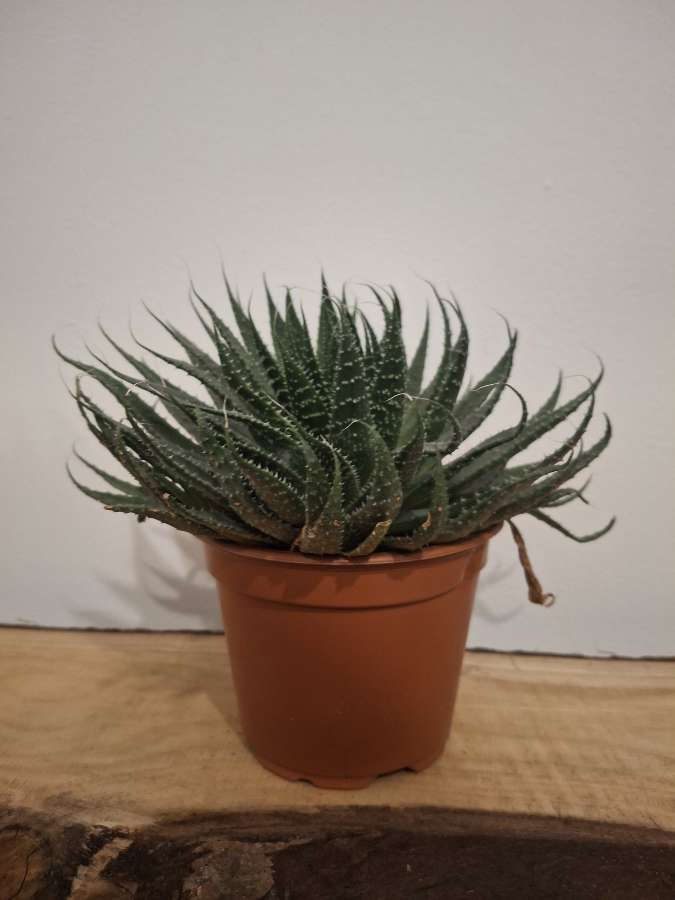 Aloes ościsty 2
