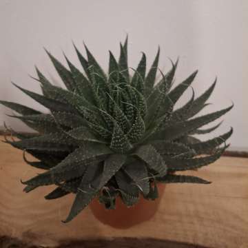 Aloes ościsty