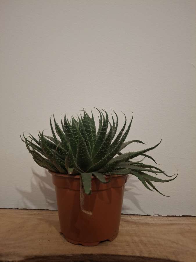 Aloes ościsty 3