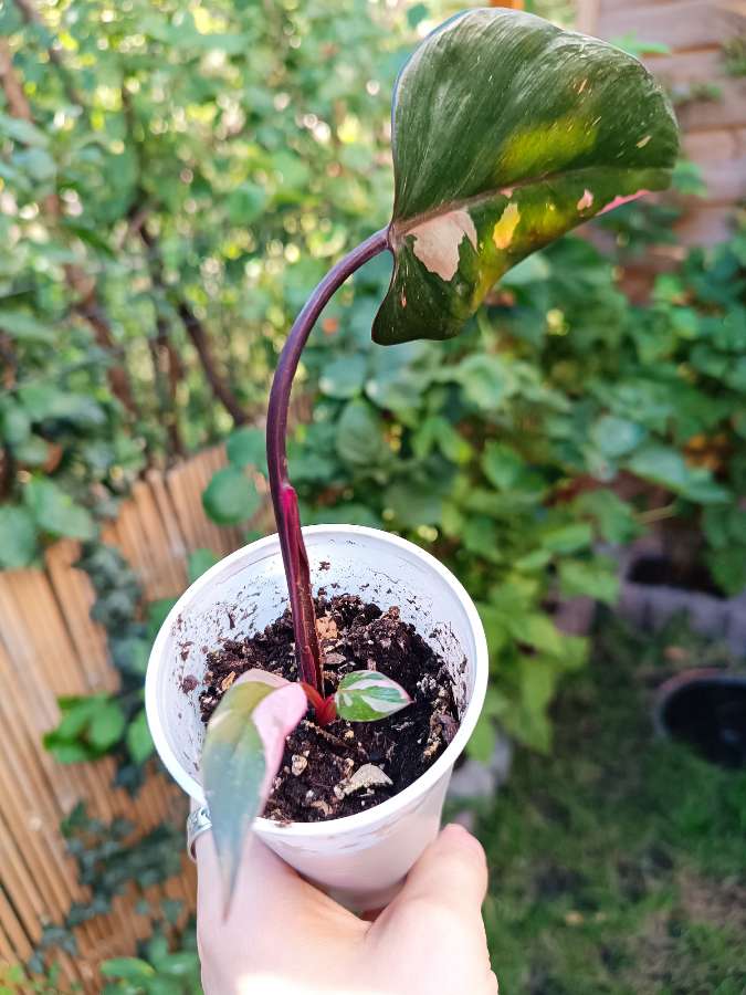 Philodendron Pink Princess 3