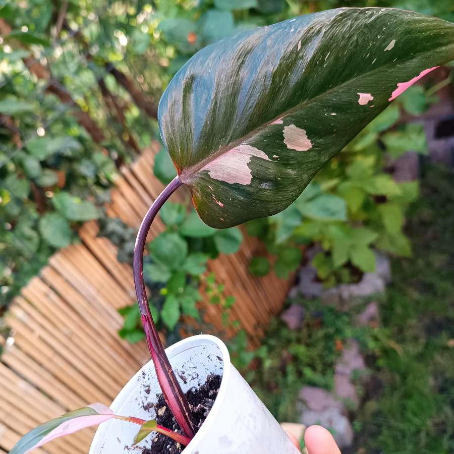 Philodendron Pink Princess