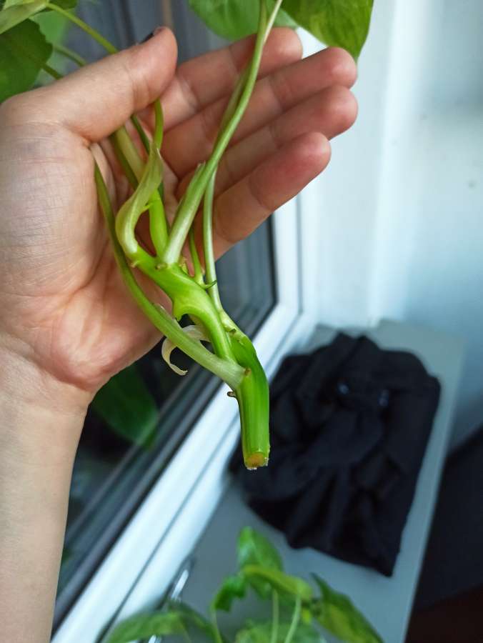 Philodendron Burle Marx Variegata 4