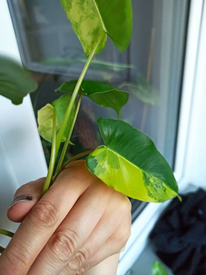 Philodendron Burle Marx Variegata 3